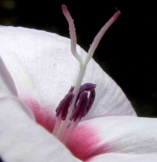 Texas Bindweed, CONVOLVULUS EQUITANS, flower close-up 