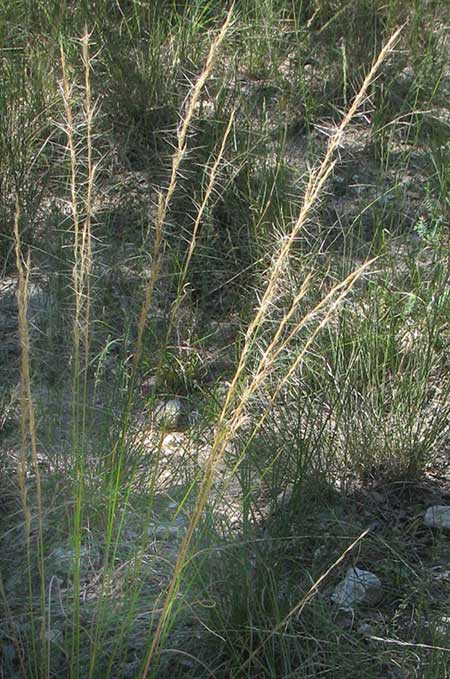 Purple Three-awn Grass, ARISTIDA PURPUREA
