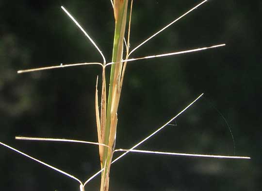 Purple Three-awn Grass, ARISTIDA PURPUREA, bristles on achenes