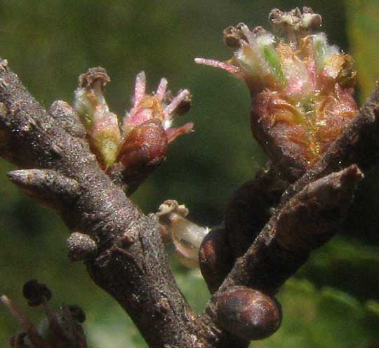 Cedar Elm, ULMUS CRASSIFOLIA, flowers