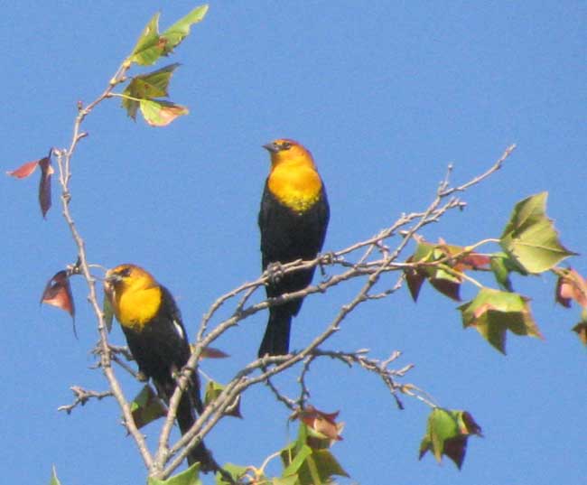 Yellow-head Blackbird, XANTHOCEPHALUS XANTHOCEPHALUS
