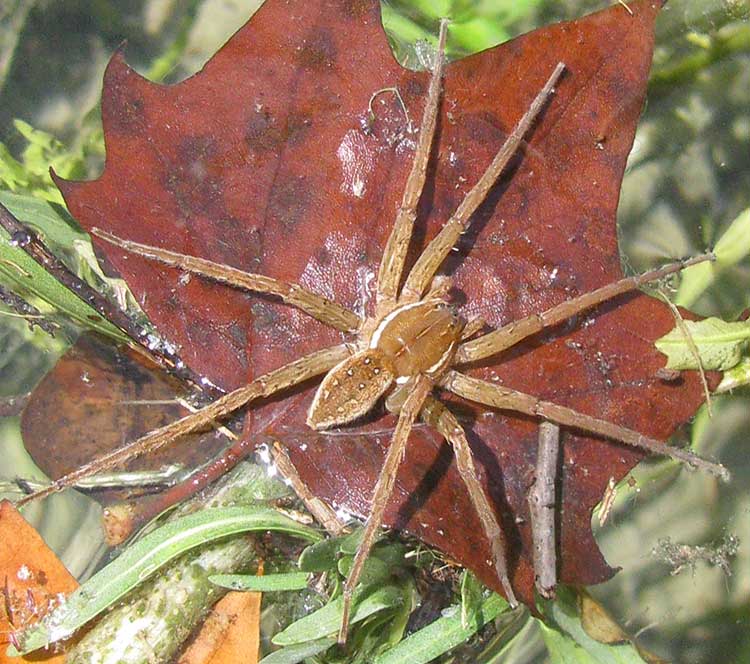 Six-spotted Fishing Spider, DOLOMEDES TRITON, female