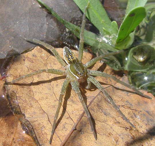 Six-spotted Fishing Spider, DOLOMEDES TRITON, male