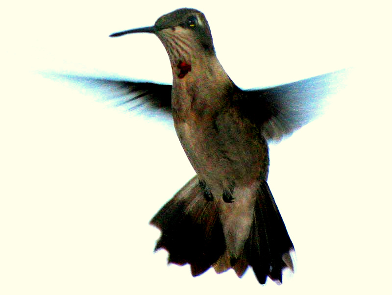 Ruby-throated Hummingbird, Archilochus colubris, immature male