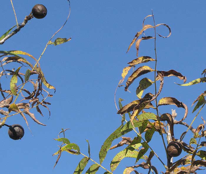 Little Walnut, JUGLANS MICROCARPA, leaves and fruits
