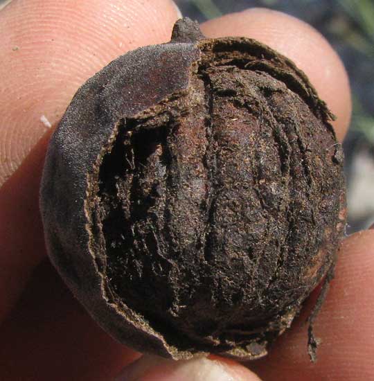 Little Walnut, JUGLANS MICROCARPA, fruit with nut inside shell