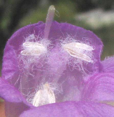 Plateau Agalinis, AGALINIS EDWARDSIANA, flower, view down throat showing hairy anthers