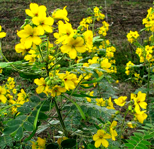 Velvet Leaf Senna, SENNA LINDHEIMERIANA, flowers and legumes
