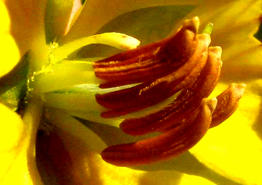 Velvet Leaf Senna, SENNA LINDHEIMERIANA, stamens and style of flower