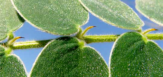 Velvet Leaf Senna, SENNA LINDHEIMERIANA, close-up showing glands on rachis and hairy leaflets