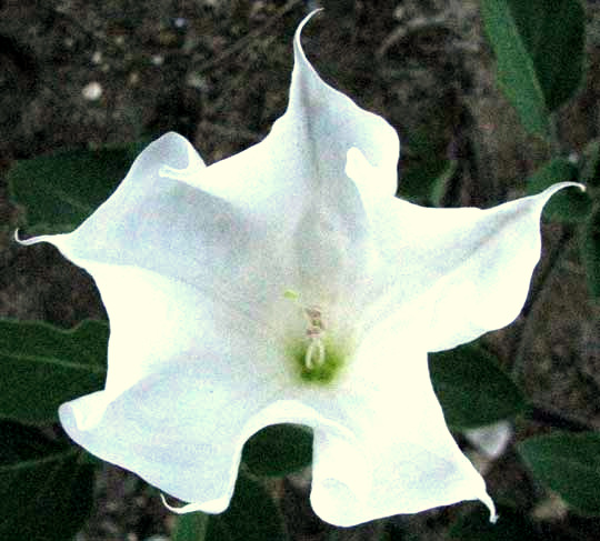 Thorn Apple, DATURA INNOXIA, view of flower from above