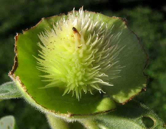 Thorn Apple, DATURA INNOXIA, spiny ovary after corolla has fallen off