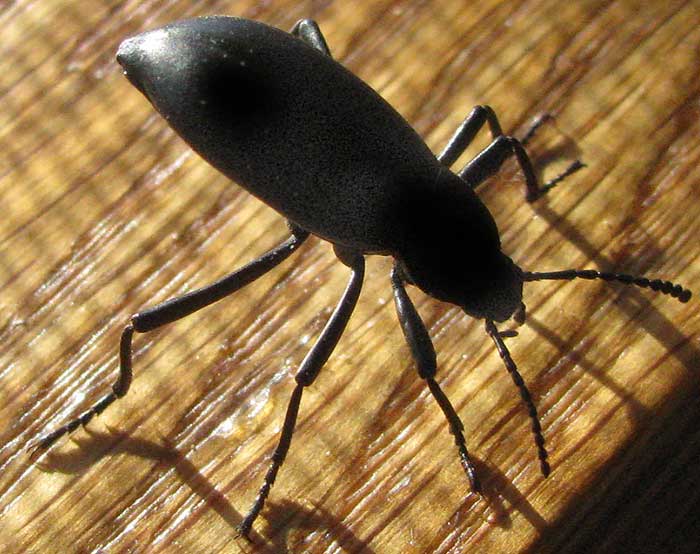 Darkling Beetle, ELEODES