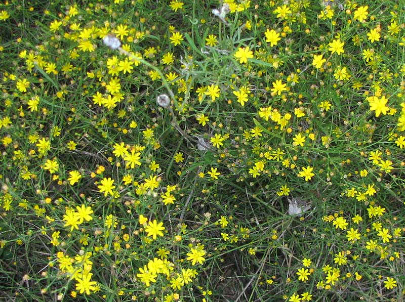 Texas Snakeweed, GUTIERREZIA TEXANA, flowering