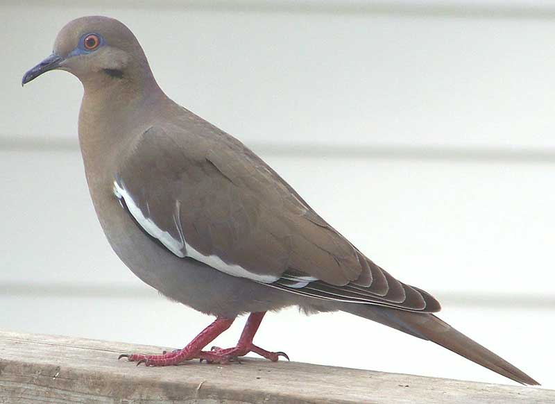 White-winged Dove, ZENAIDA ASIATICA