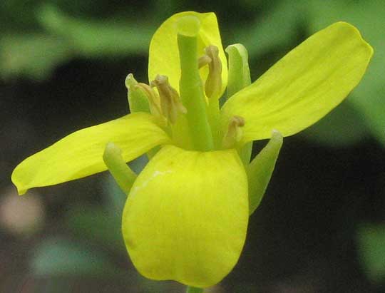 BOK CHOY/ PAK CHOI flower, Brassica rapa subsp. chinensis 