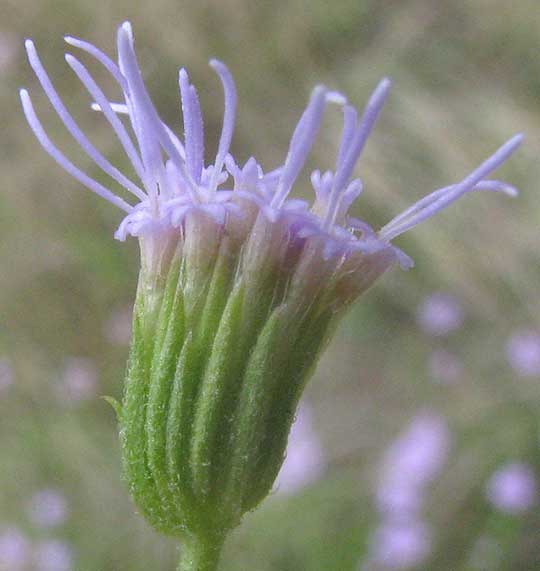 Palmleaf Mistflower, CONOCLINIUM DISSECTUM, flower head close-up