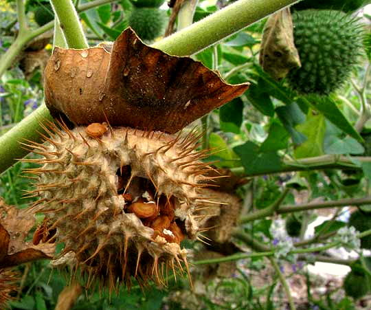 Thorn Apple, DATURA INNOXIA, fruit & seeds