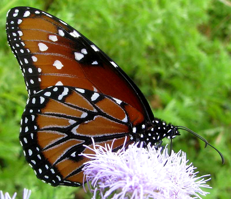 Queen butterfly, DANAUS GILIPPUS, side view