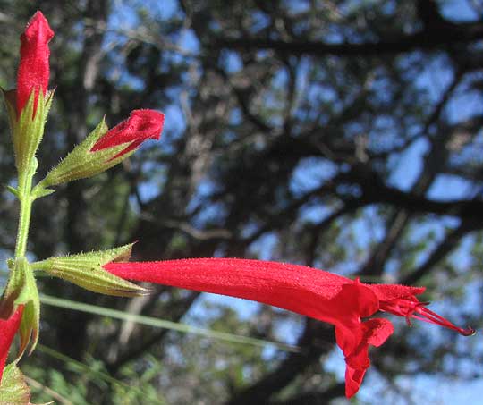 Cedar Sage, SALVIA ROEMERIANA, flowers
