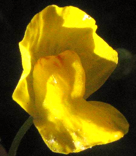 Bladderwort, UTRICULARIA cf. GIBBA, flower from front