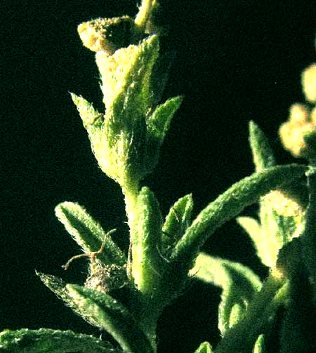 Common Ragweed, AMBROSIA ARTEMISIIFOLIA, female flowers