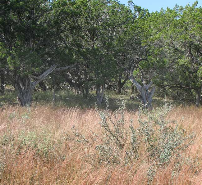 Little Bluestem, SCHIZACHYRIUM SCOPARIUM, habitat in southwestern Texas