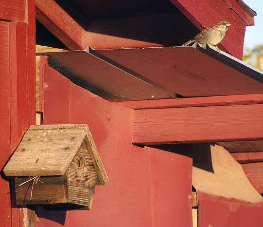 House Sparrow, PASSER DOMESTICUS, immature male beside birdbox
