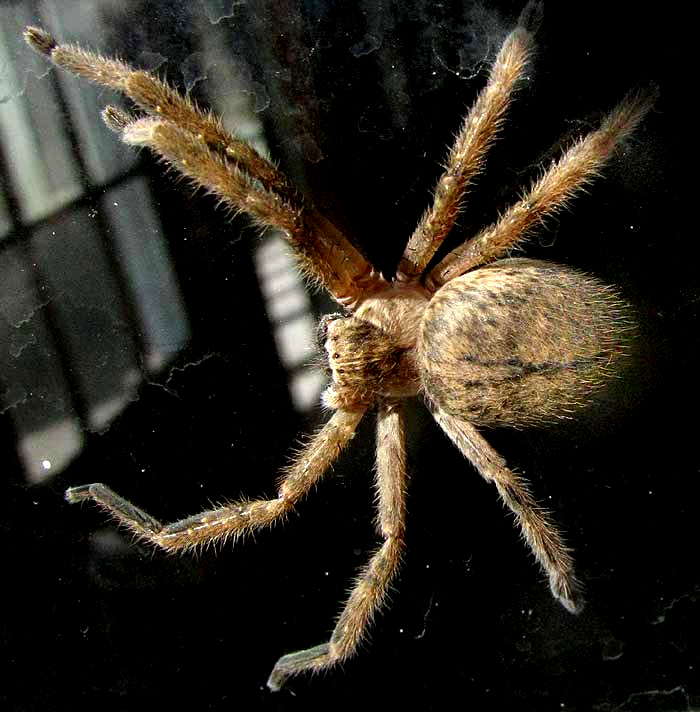 Giant Crab Spider, OLIOS GIGANTEUS