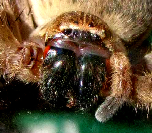 Giant Crab Spider, OLIOS GIGANTEUS, face close-up