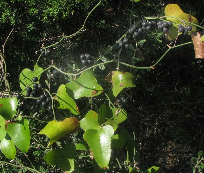Greenbriar, SMILAX BONA-NOX, black fruit and leaves