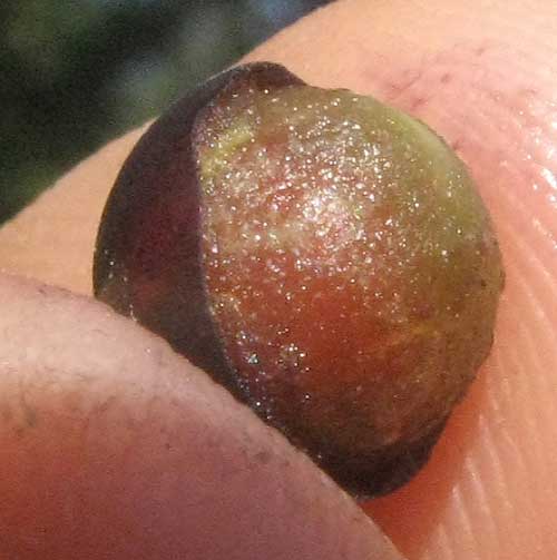 Greenbriar, SMILAX BONA-NOX, close-up of fruit showing large pit inside