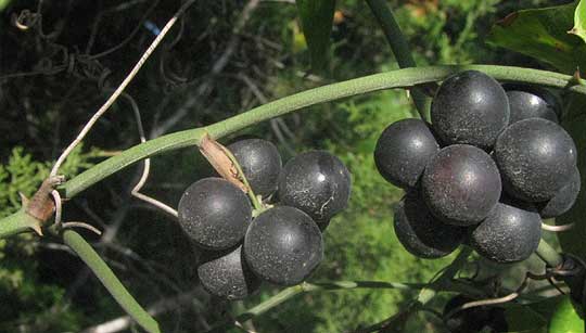 Greenbriar, SMILAX BONA-NOX, fruit cluster close-up