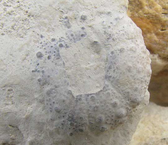 echinoderm fossil from Cretaceous limestone of Edwards Plateau, probably genus CIDARIS