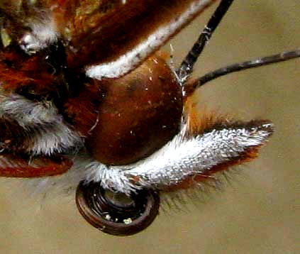 Head of Gulf Fritillary, <i>Agraulis vanillae</i>, showing showing labial palps and coiled proboscis