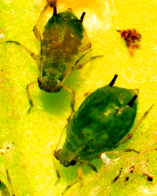 probably Cotton Aphids, APHIS GOSSYPII, showing siphunculi