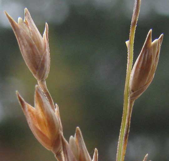 Switchgrass, PANICUM VIRGATUM, spikelets