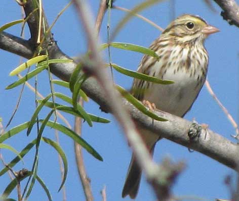 Savannah Sparrow, PASSERCULUS SANDWICHENSIS