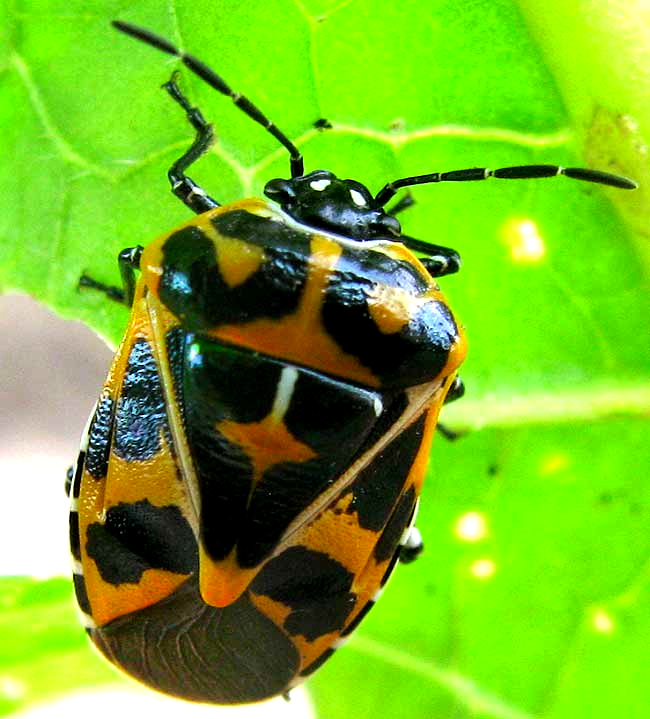 Harlequin Bug, MURGANTIA HISTRIONICA