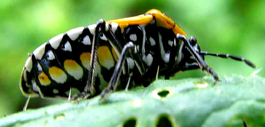Harlequin Bug, MURGANTIA HISTRIONICA, side view
