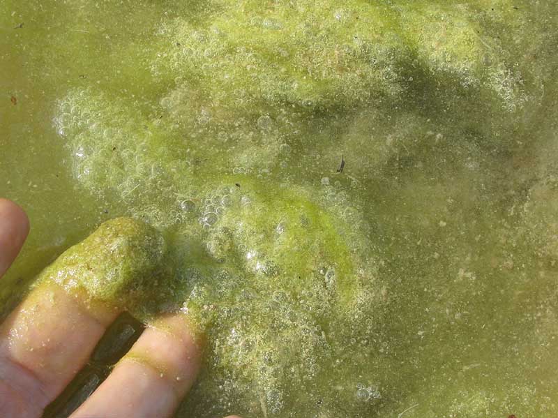 Mougeotia forming scum in stagnate pool beside river