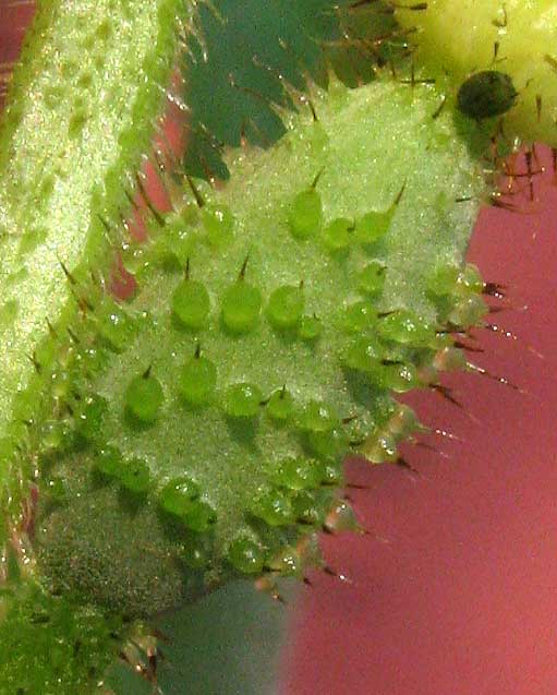 Cucumber, CUCUMIS SATIVUS, ovary or immature fruit with spines