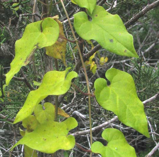 Talayote, CYNANCHUM RACEMOSUM, leaves