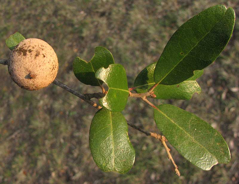 Mealy Oak Gall caused by Disholcaspis cinerosa