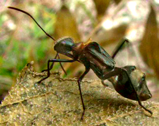 Texas Bow-legged Bug, HYALYMENUS TARSATUS