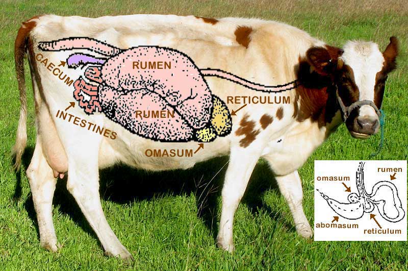 cow digestive tract