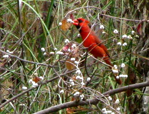 Cardinal eating fruits of Chinese Tallow Tree, TRIADICA SEBIFERA