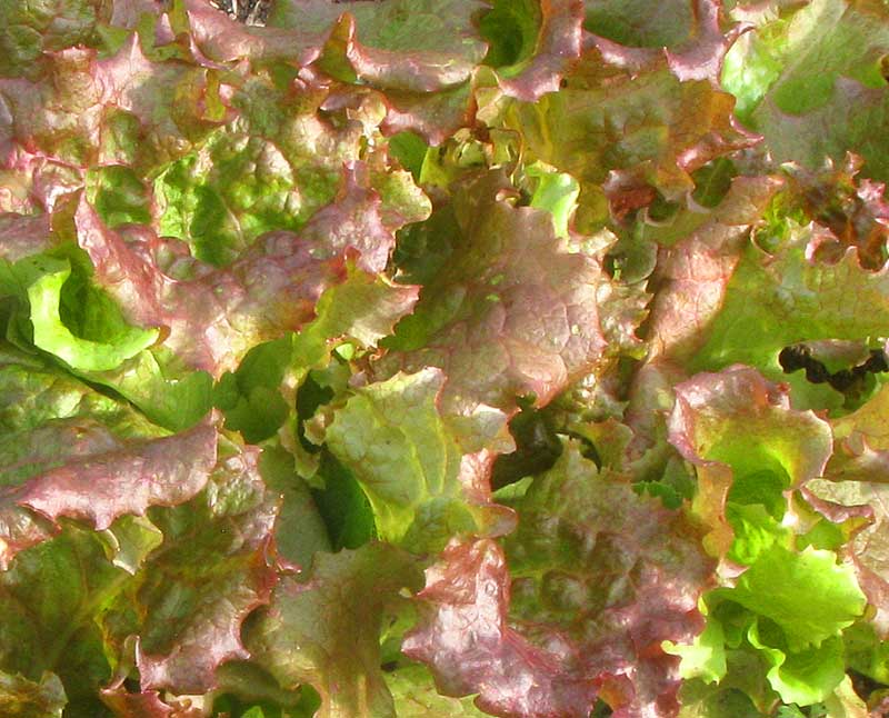 Lettuce, LACTUCA SATIVA, Red Leaf Lettuce