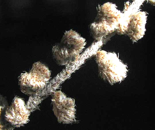 Eaton's Lip Fern, CHEILANTHES EATONII, dried, balled-up pinnae