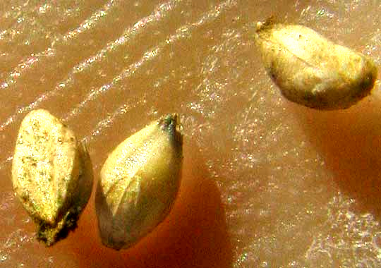 Marsh Bristlegrass, SETARIA PARVIFLORA, mature grains